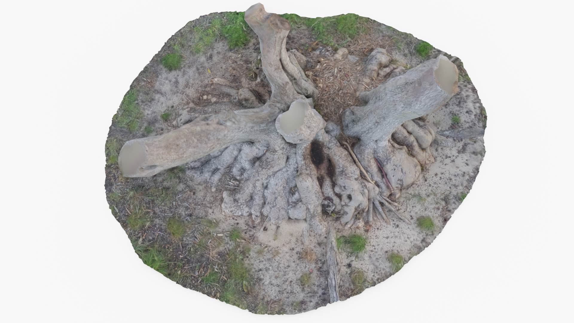 3D model Tree Stump Bulbous Roots https://p.turbosquid.com/ts-thumb/Qr/To4Zwt/Fi/treestumpbulbous1/jpg/1634634946/1920x1080/fit_q87/eedb10af784601f02032b9273ea5e2d752727ed0/treestumpbulbous1.jpg
