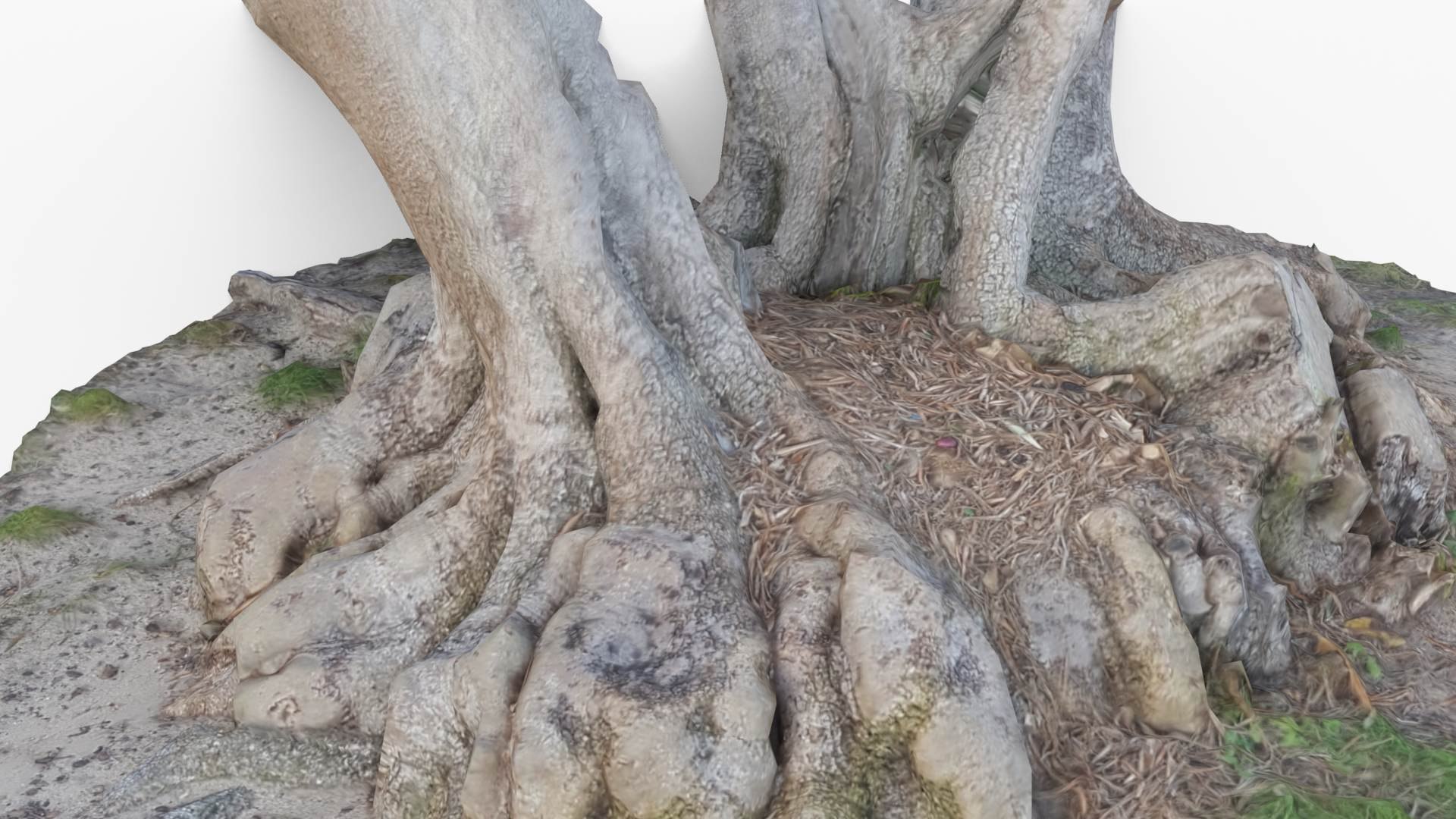 3D model Tree Stump Bulbous Roots https://p.turbosquid.com/ts-thumb/Qr/To4Zwt/go/treestumpbulbous2/jpg/1634634946/1920x1080/fit_q87/4a59c7bd9e413a46d7d9b6cfc30a483008437190/treestumpbulbous2.jpg