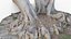 Tree Stump Bulbous Roots