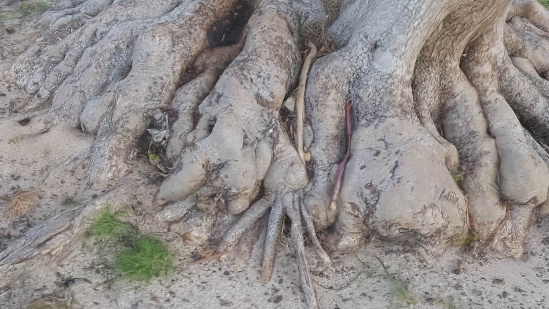3D model Tree Stump Bulbous Roots https://p.turbosquid.com/ts-thumb/Qr/To4Zwt/ni/treestumpbulbous3/jpg/1634634948/1920x1080/fit_q87/d0d673141ebec28a623e33effdb6e76ffea611eb/treestumpbulbous3.jpg