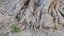 Tree Stump Bulbous Roots