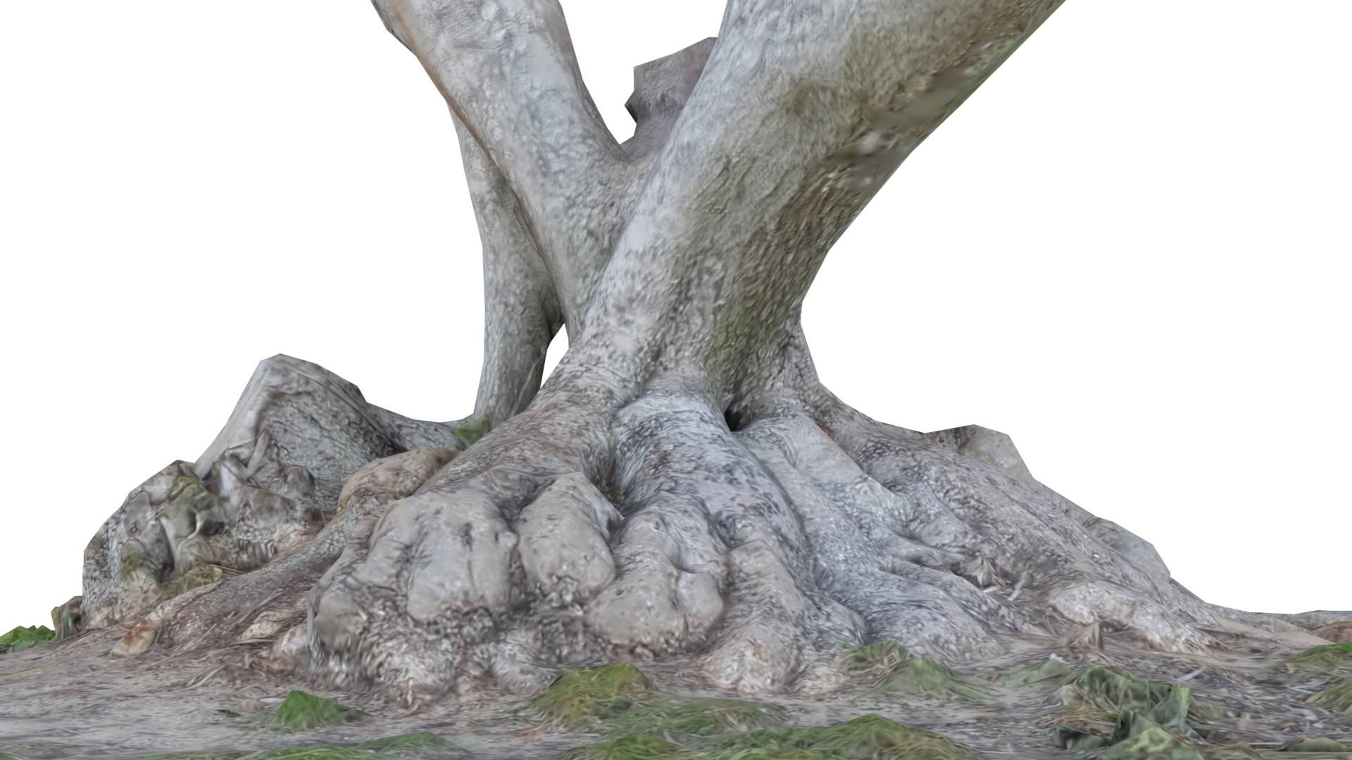 3D model Tree Stump Bulbous Roots https://p.turbosquid.com/ts-thumb/Qr/To4Zwt/sR/treestumpbulbous4/jpg/1634634946/1920x1080/fit_q87/976d7a10d045778b6b19953098ba940ae6c6f83e/treestumpbulbous4.jpg