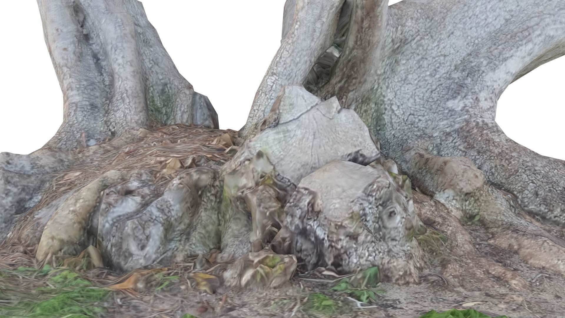 3D model Tree Stump Bulbous Roots https://p.turbosquid.com/ts-thumb/Qr/To4Zwt/xI/treestumpbulbous5/jpg/1634634947/1920x1080/fit_q87/967b63e87d74d9b95b380424fbb659ee9f6e59f2/treestumpbulbous5.jpg