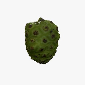Anydrafts Morinda citrifolia 02 model