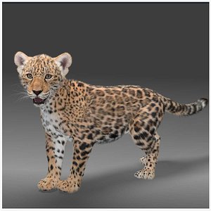 baby panthera onca 3D model