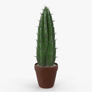 Cereus Peruvianus Cactus 3D Model