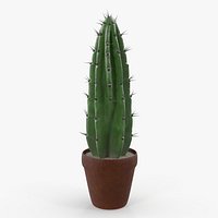 Cereus Peruvianus Cactus 3D Model