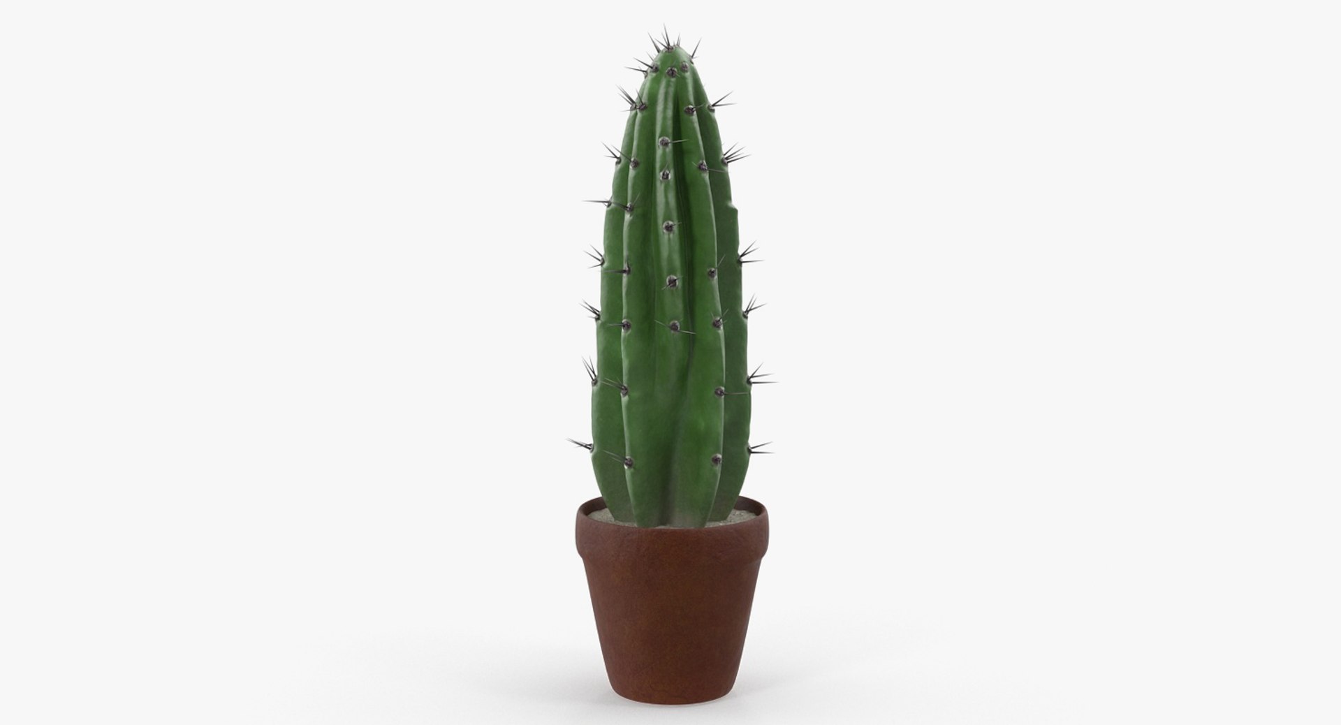 Cereus Peruvianus Cactus 3D Model 3D model preview