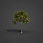 2021 Kolekcja PBR Sterculia Parviflora