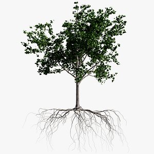 maple summer 3 tree bark 3D model