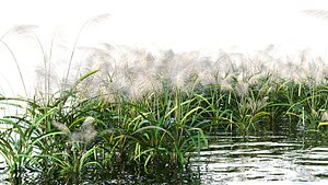 3D Reed