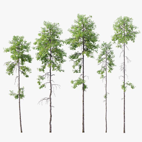 Beech tree static 3D model - TurboSquid 1150084