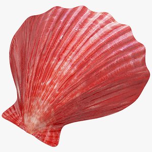 3D seashell real model