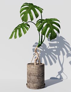MONSTERA model