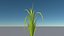 Rice plant(1)