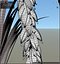 Rice plant(1)