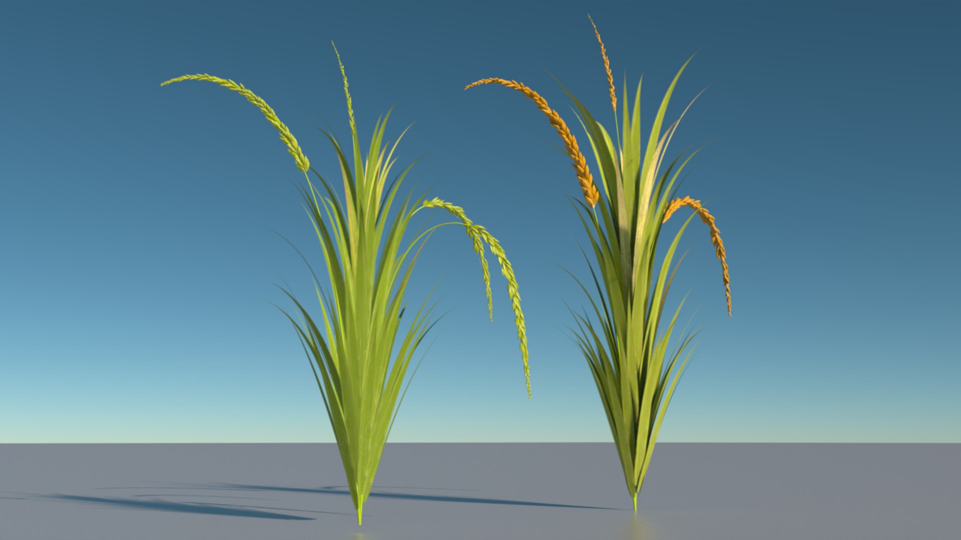 Rice Plant 3D Model - TurboSquid 1603545