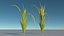 Rice plant(1)