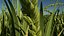 Rice plant(1)