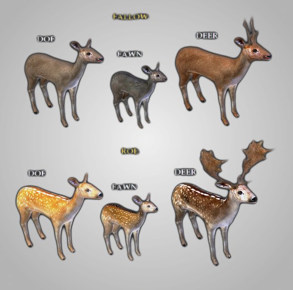 3d doe deer fur model