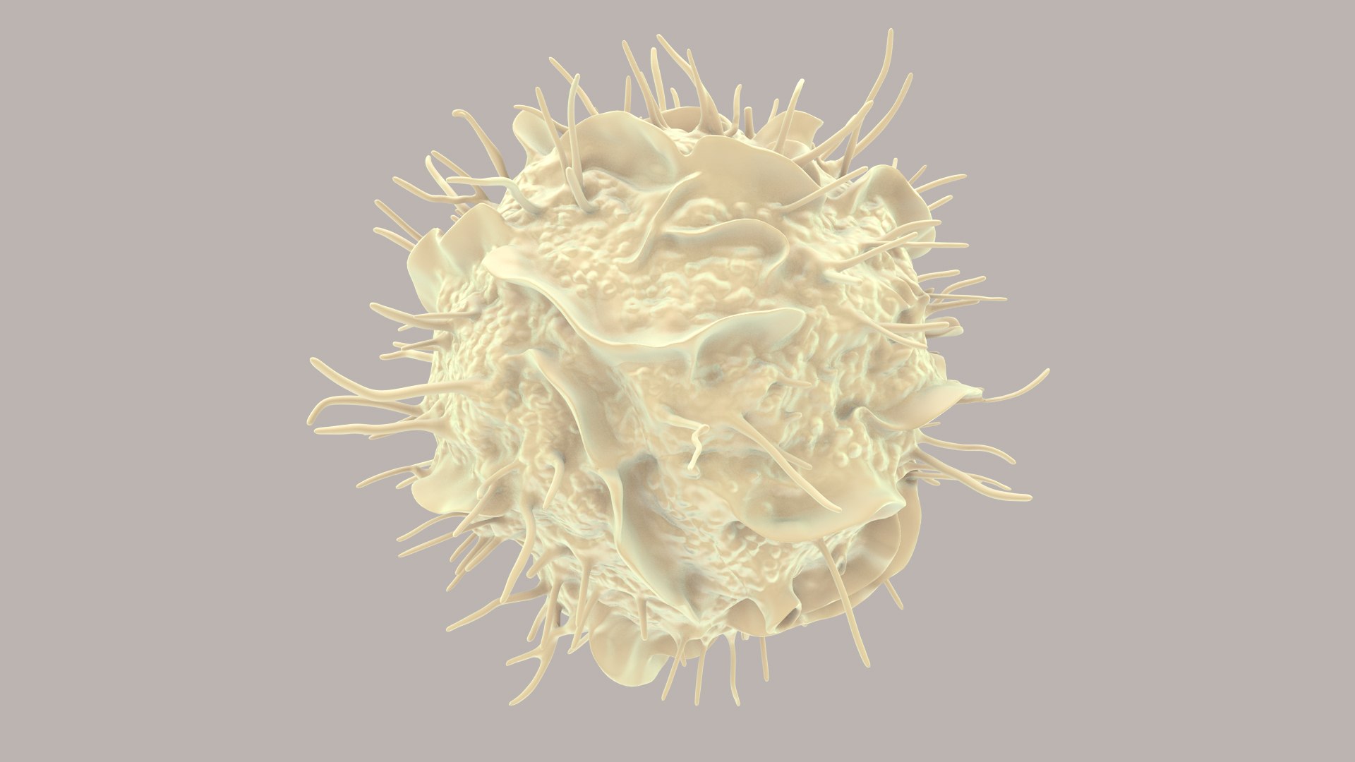 3D Dendritic Cells https://p.turbosquid.com/ts-thumb/Qs/pcrYIu/3j/dendriticcell_im_0016/jpg/1713190572/1920x1080/fit_q87/bde6bee79d28f7321a1fe66f2effa14a85e5cedb/dendriticcell_im_0016.jpg