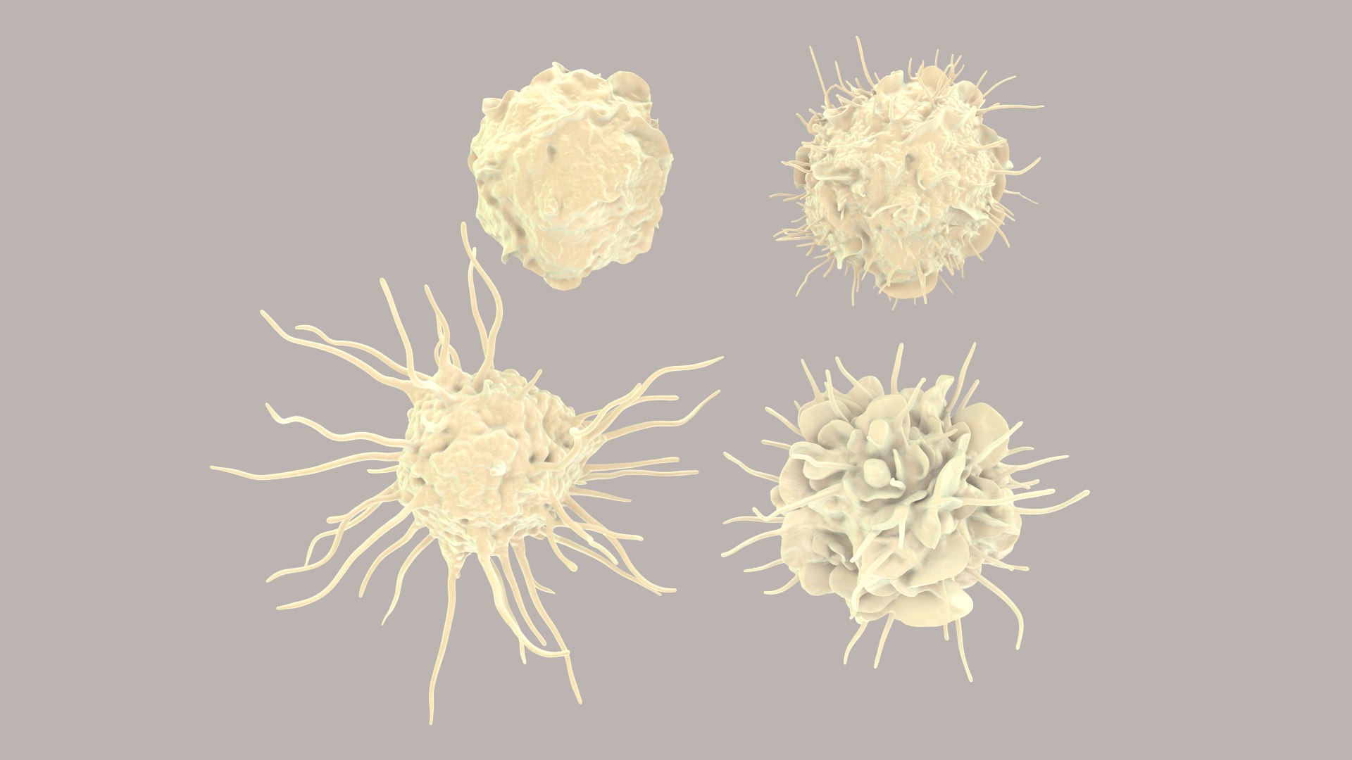 3D Dendritic Cells https://p.turbosquid.com/ts-thumb/Qs/pcrYIu/LK/dendriticcell_im_0001/jpg/1713190563/1920x1080/fit_q87/0a25ef4708122605f05caf16196dc373171686a1/dendriticcell_im_0001.jpg