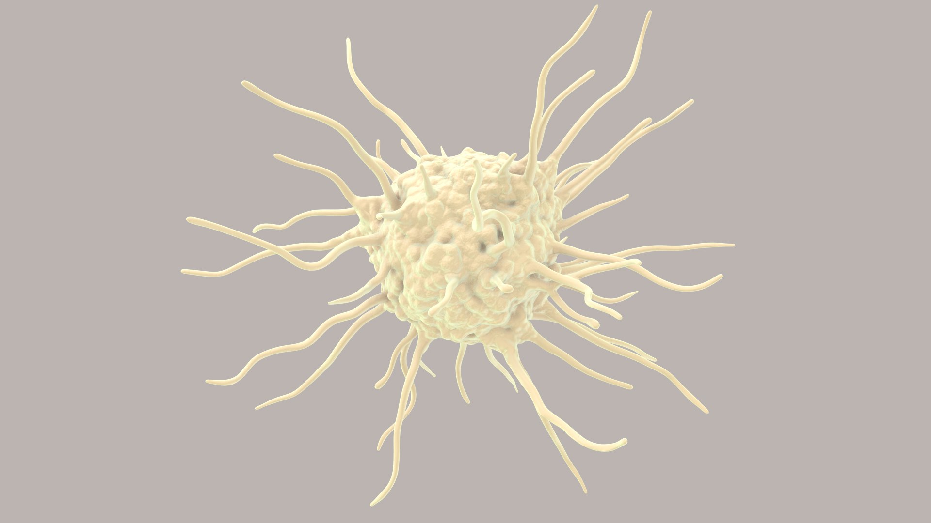 3D Dendritic Cells https://p.turbosquid.com/ts-thumb/Qs/pcrYIu/Ml/dendriticcell_im_0026/jpg/1713190576/1920x1080/fit_q87/210197e351dea0eb408c8baf7f8bbe9de08e23b7/dendriticcell_im_0026.jpg