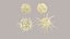 Dendritic Cells