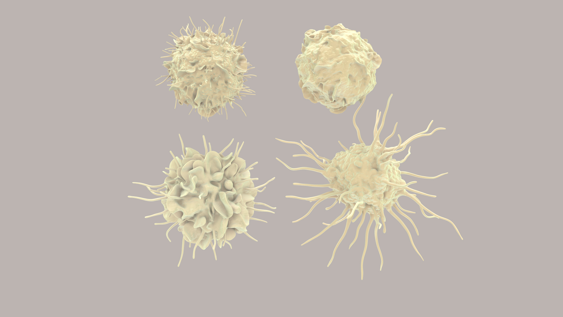3D Dendritic Cells https://p.turbosquid.com/ts-thumb/Qs/pcrYIu/QQ/dendriticcell/jpg/1713190417/1920x1080/turn_fit_q99/4d264001d8cbeef4a45143de3974d4264297ba9e/dendriticcell-1.jpg