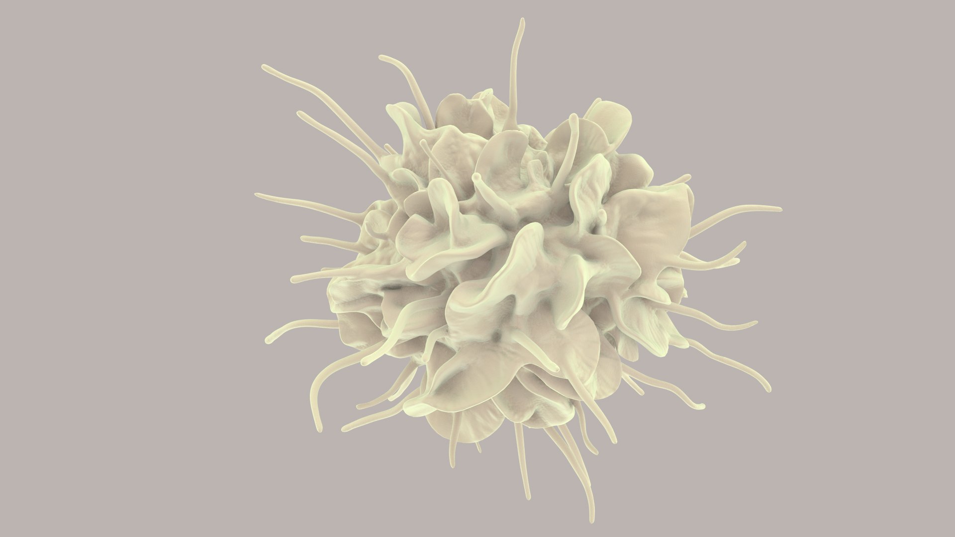 3D Dendritic Cells https://p.turbosquid.com/ts-thumb/Qs/pcrYIu/S1/dendriticcell_im_0014/jpg/1713190570/1920x1080/fit_q87/f5ff1fc125aa43662279e6ecf6910b09b802fbf2/dendriticcell_im_0014.jpg