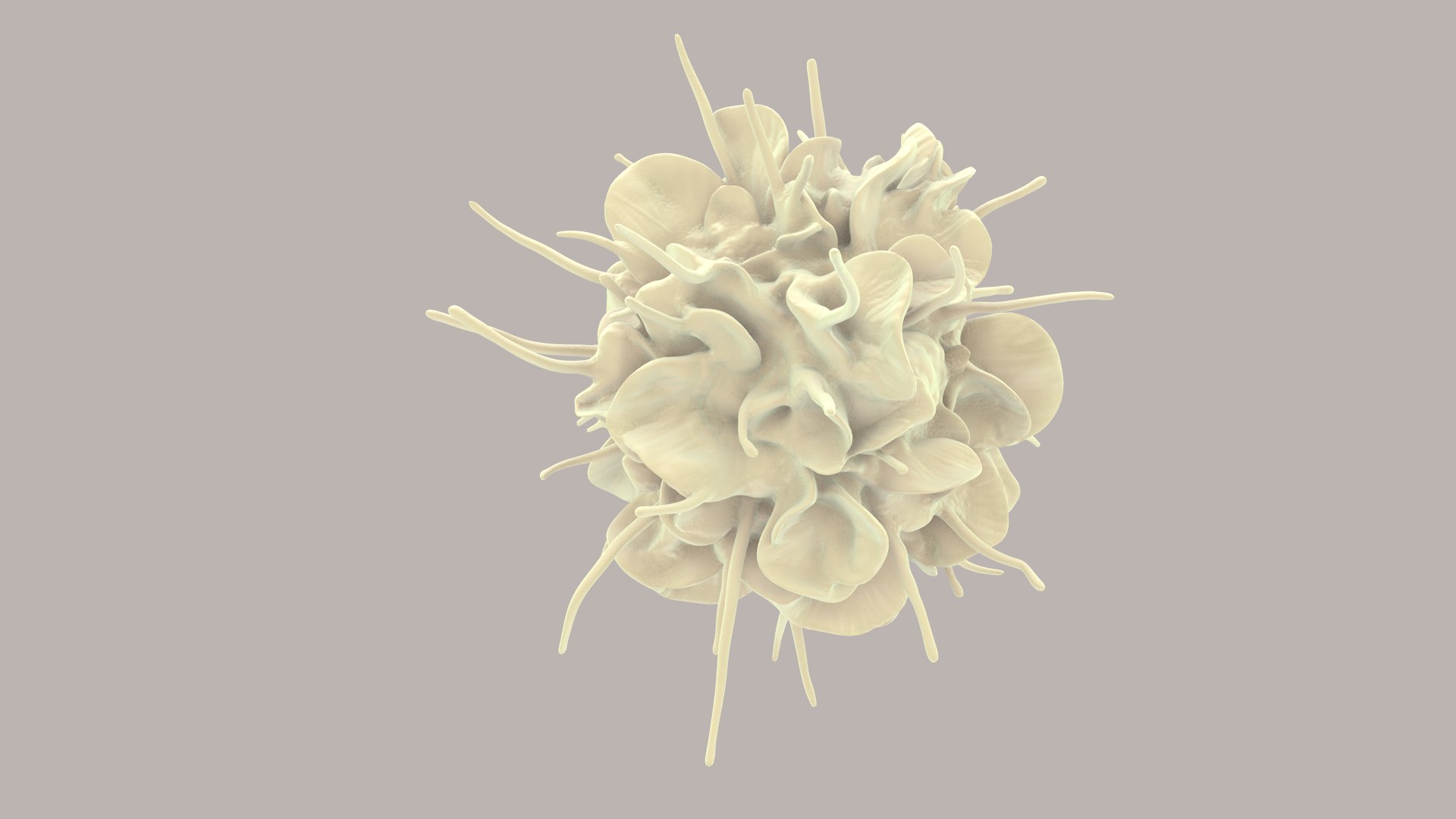 3D Dendritic Cells https://p.turbosquid.com/ts-thumb/Qs/pcrYIu/bT/dendriticcell_im_0012/jpg/1713190569/1920x1080/fit_q87/4bf31a3465f7df9fbacee4ce5ddf0b6d7f3fd6ac/dendriticcell_im_0012.jpg