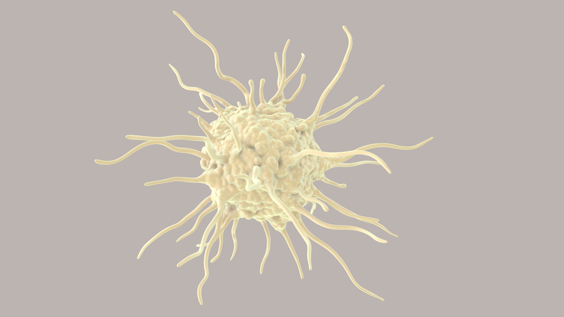 3D Dendritic Cells https://p.turbosquid.com/ts-thumb/Qs/pcrYIu/fE/dendriticcell_im_0024/jpg/1713190576/1920x1080/fit_q87/797e7e3b17ec3cd28e8e9b1821e8ffc6312194e4/dendriticcell_im_0024.jpg