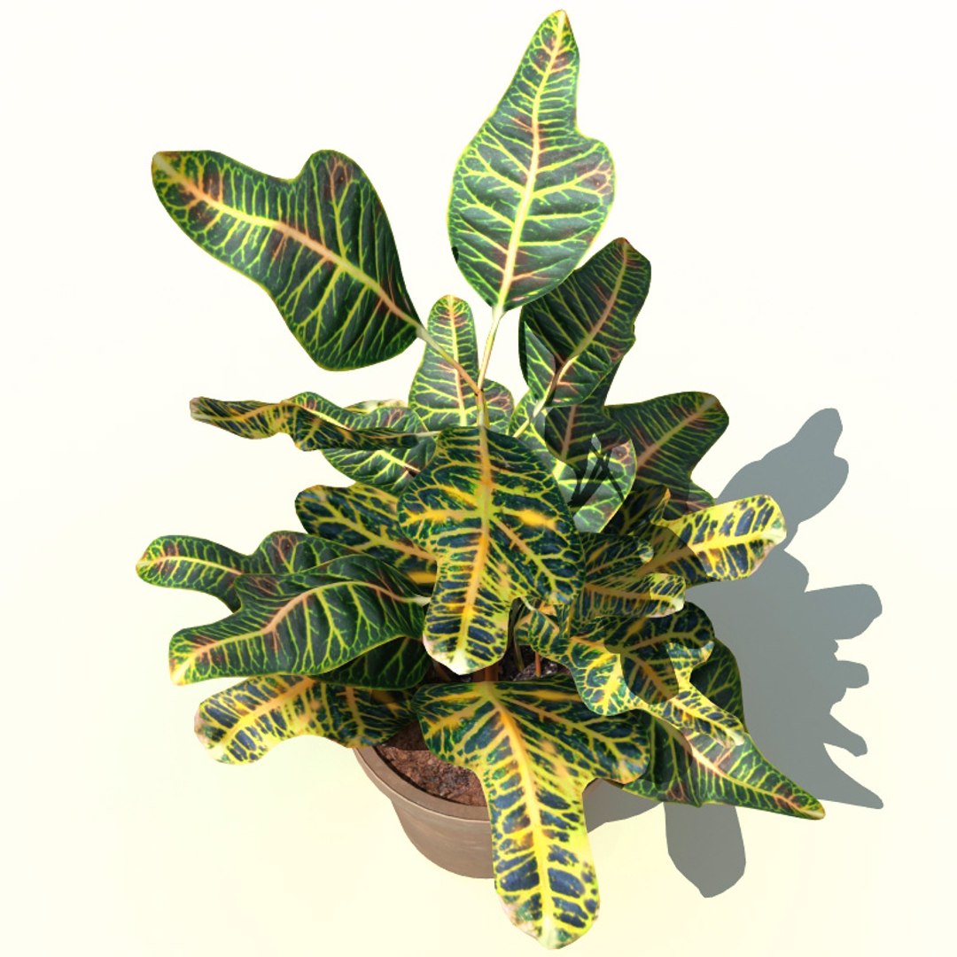 interior plants v4 3d model https://p.turbosquid.com/ts-thumb/Qs/sMSEKW/2MDQnf5u/interior_plants_collection_v4_46/jpg/1266356184/1920x1080/fit_q87/22d3240458712046a418c650a648a1183133858b/interior_plants_collection_v4_46.jpg