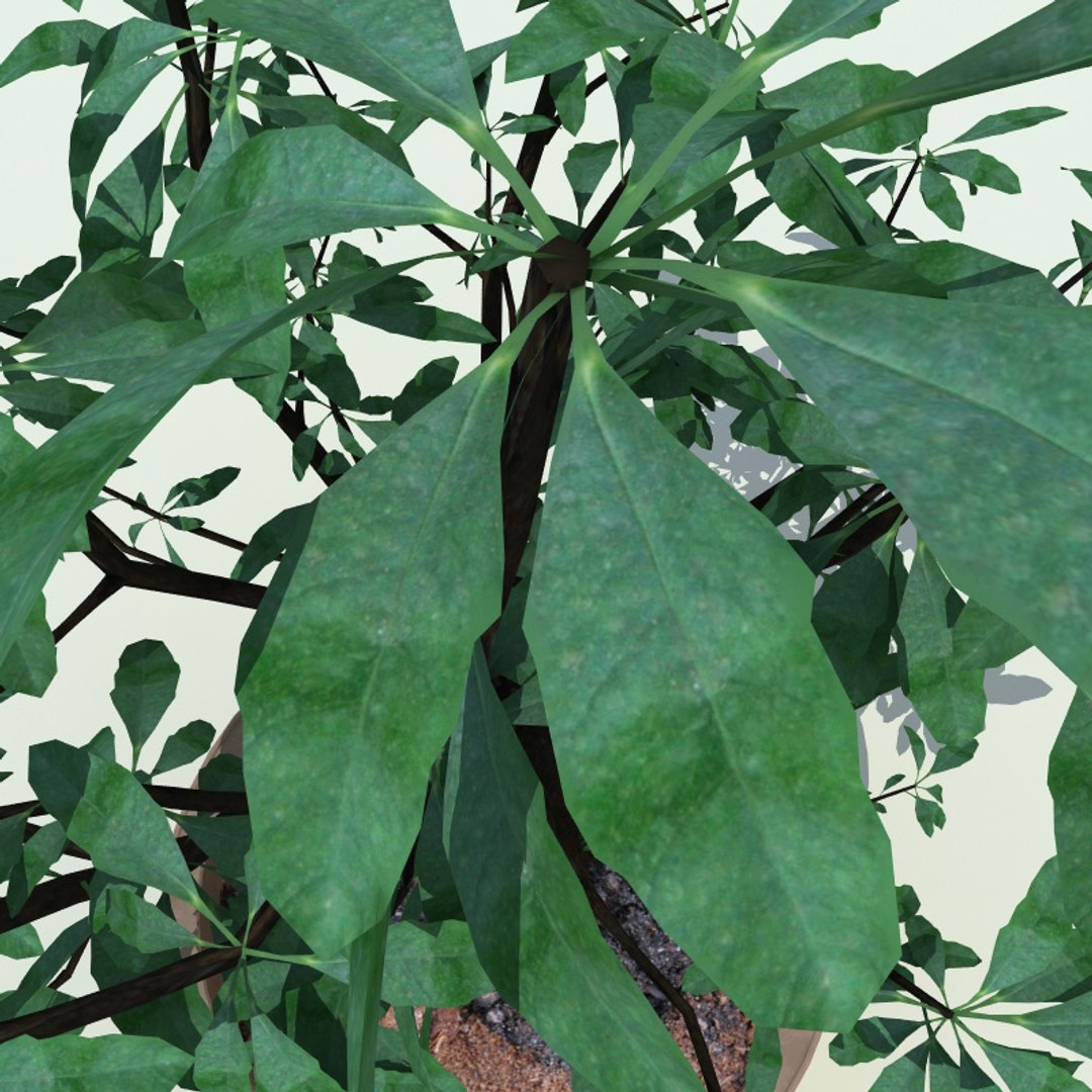 interior plants v4 3d model https://p.turbosquid.com/ts-thumb/Qs/sMSEKW/Cu6ddKHC/interior_plants_collection_v4_26/jpg/1266356181/1920x1080/fit_q87/89d1e76c4ae470899aa0239d06255168f7bac406/interior_plants_collection_v4_26.jpg