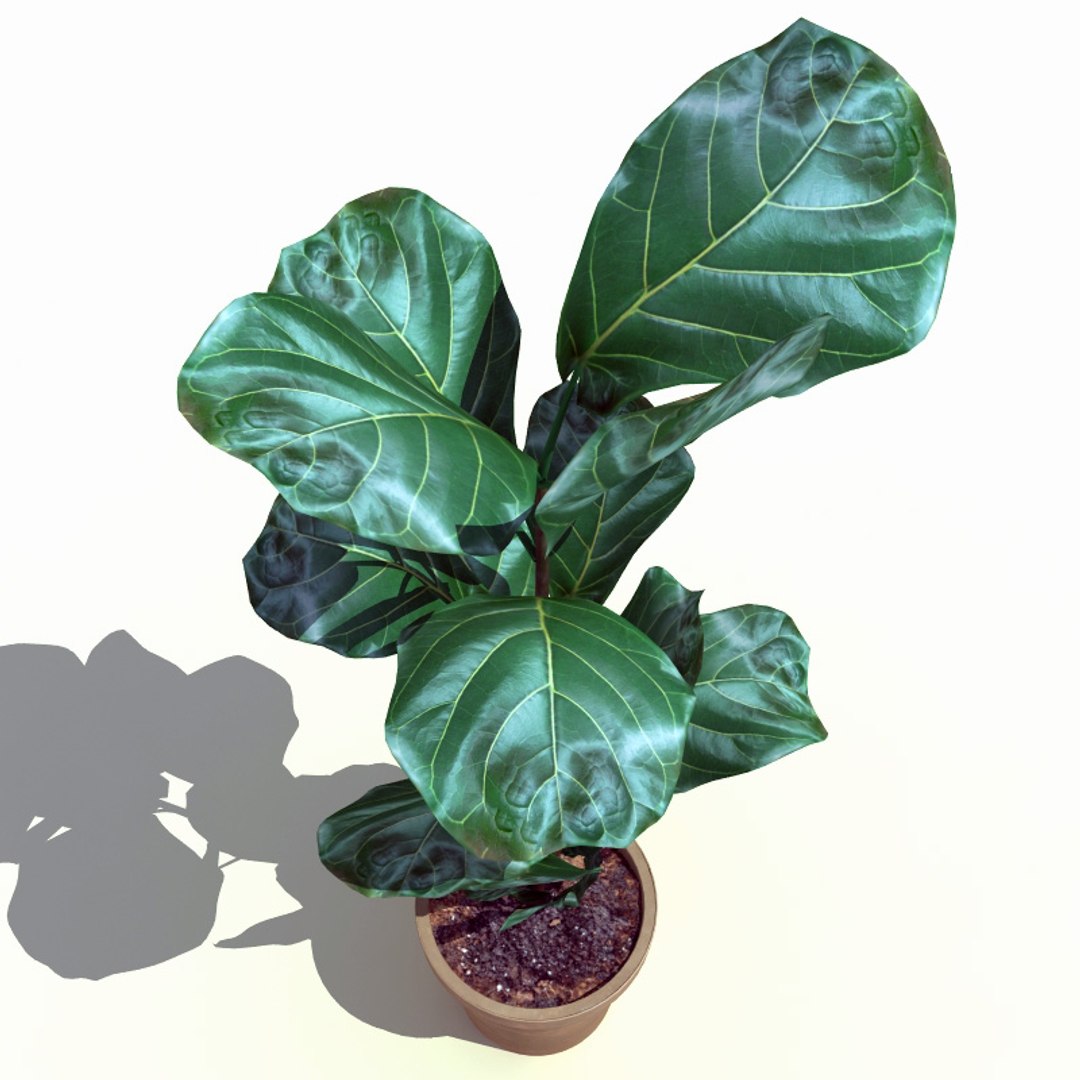interior plants v4 3d model https://p.turbosquid.com/ts-thumb/Qs/sMSEKW/oUGdQH5e/interior_plants_collection_v4_35/jpg/1266356182/1920x1080/fit_q87/ea7b55abad43865edfa79ef6755ff57040842c6d/interior_plants_collection_v4_35.jpg