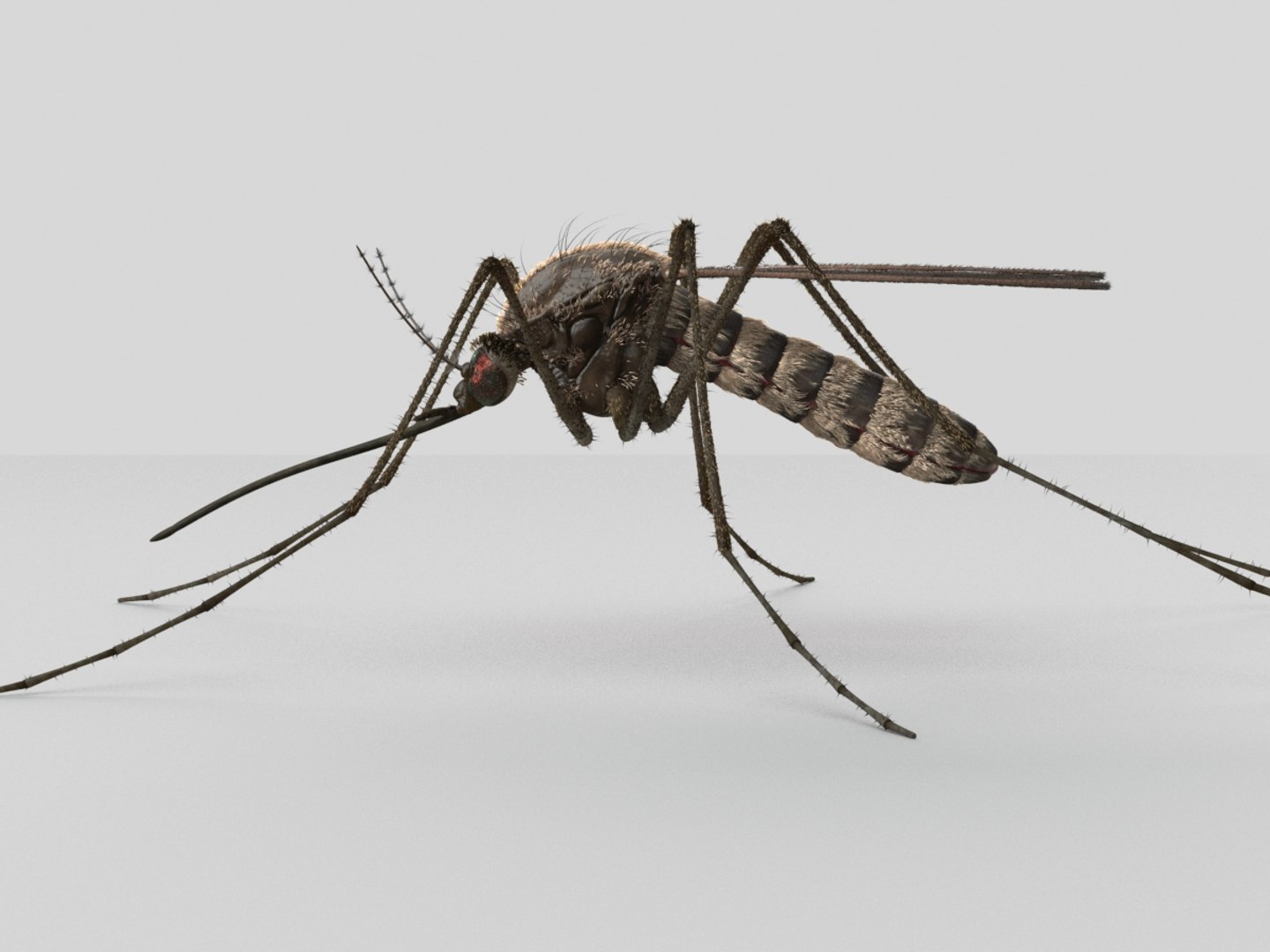 Mosquito Rigged Animate 3d Model