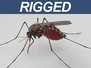 Mosquito