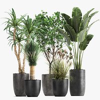 Houseplants in a flowerpot for the interior 1016