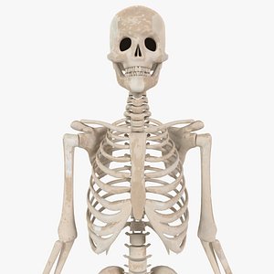 3D Realistic Skeleton