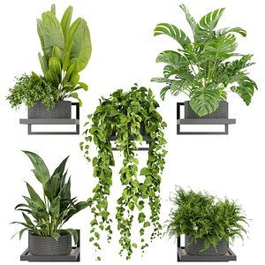 3D Collection plant vol 490 - hanging- palm - banana - monstera - 3dsmax - cinema4d