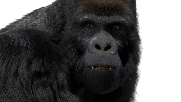 Mountain gorilla rigged 3D model - TurboSquid 1489404