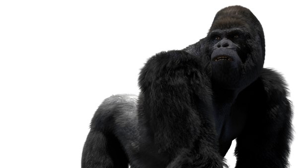 Mountain gorilla rigged 3D model - TurboSquid 1489404