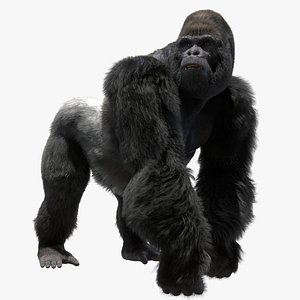 mountain gorilla rigged 3D model
