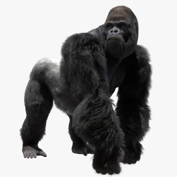 Gorilla 3D Models for Download | TurboSquid