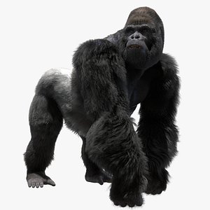 Mountain Gorilla Fur (Rigged)