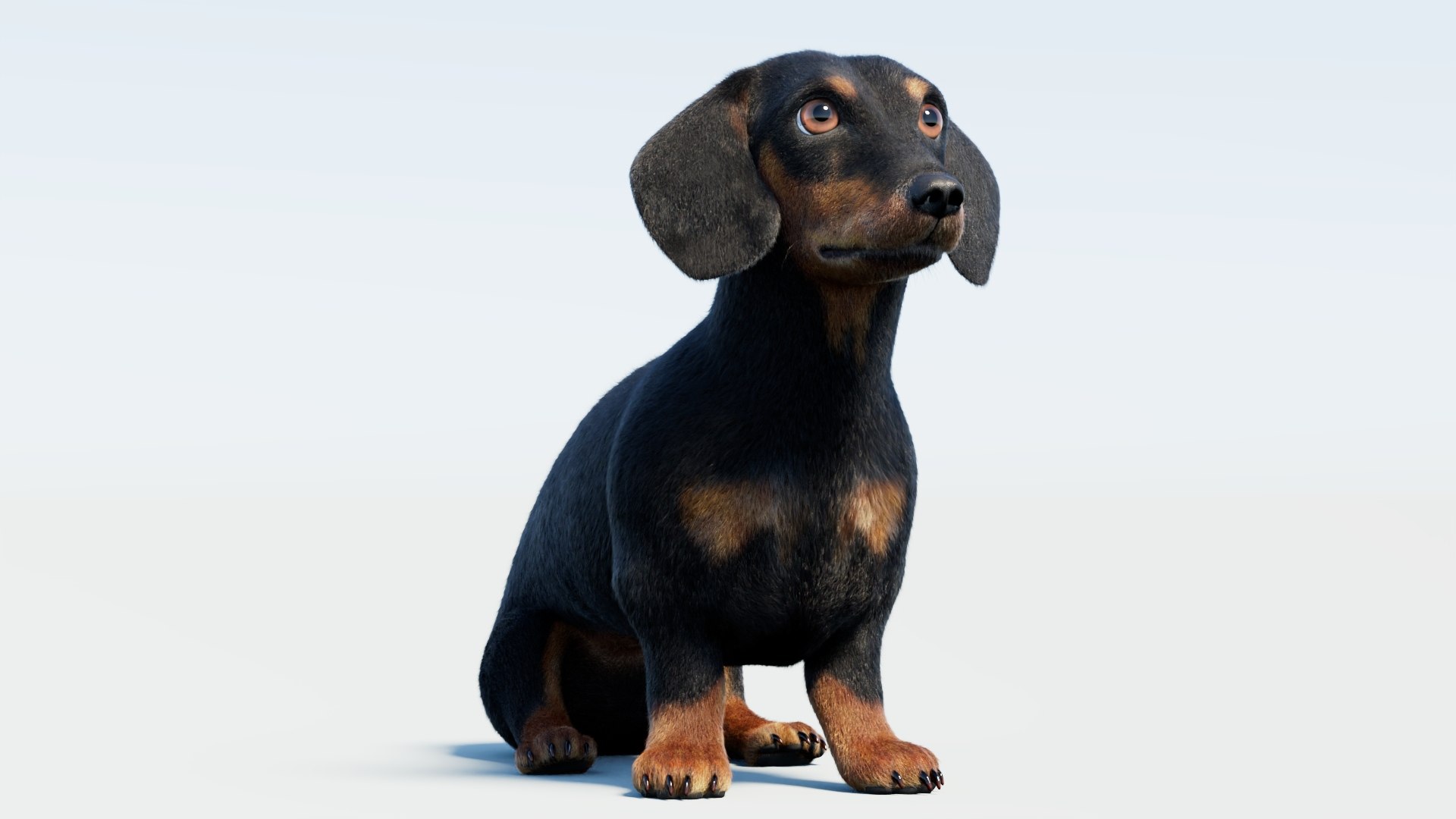 Animated Black Dachshund 3D Model Fur 3D model https://p.turbosquid.com/ts-thumb/Qt/Gu2q5X/7P/animatedblackdachshunddog3dmodel07/jpg/1786193029/1920x1080/fit_q87/bcc7ec7b1a5f1a14dd2d521224824c029deedfa2/animatedblackdachshunddog3dmodel07.jpg