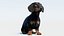 动画黑色腊肠犬 3D 模型毛皮