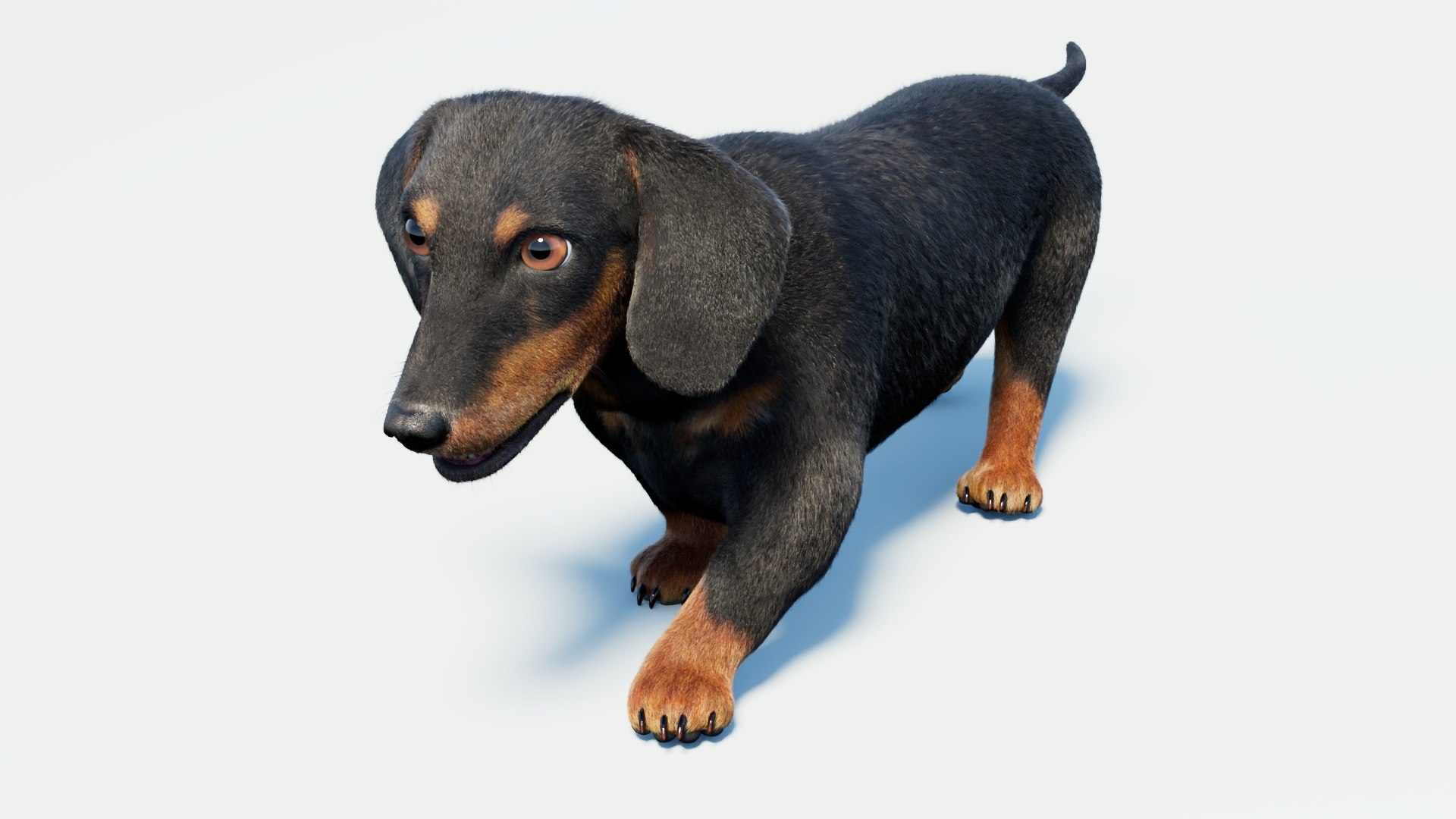 Animated Black Dachshund 3D Model Fur 3D model https://p.turbosquid.com/ts-thumb/Qt/Gu2q5X/EX/animatedblackdachshunddog3dmodel03/jpg/1786193027/1920x1080/fit_q87/2e16c20e01a43c2d05eebc04dd6bff0afc22c823/animatedblackdachshunddog3dmodel03.jpg