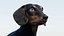 动画黑色腊肠犬 3D 模型毛皮