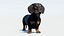 动画黑色腊肠犬 3D 模型毛皮